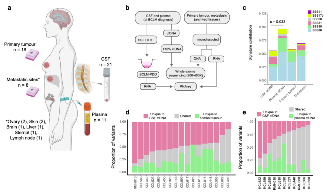 Nature子刊:患者來源的類器官,為乳腺癌腦轉移帶來新見解 Nature子刊:患者來源的類器官,為乳腺癌腦轉移帶來新見解