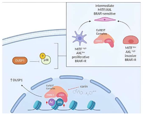 JCI:科學家識別出人類黑色素瘤耐受性的關(guān)鍵信號通路 JCI:科學家識別出人類黑色素瘤耐受性的關(guān)鍵信號通路